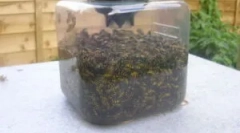 Промислові та домашні пастки для ос